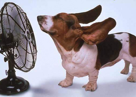 un cane con orecchie al vento davanti a un ventilatore acceso!
