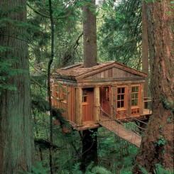 Una casa sull'albero, nel mezzo di una foresta