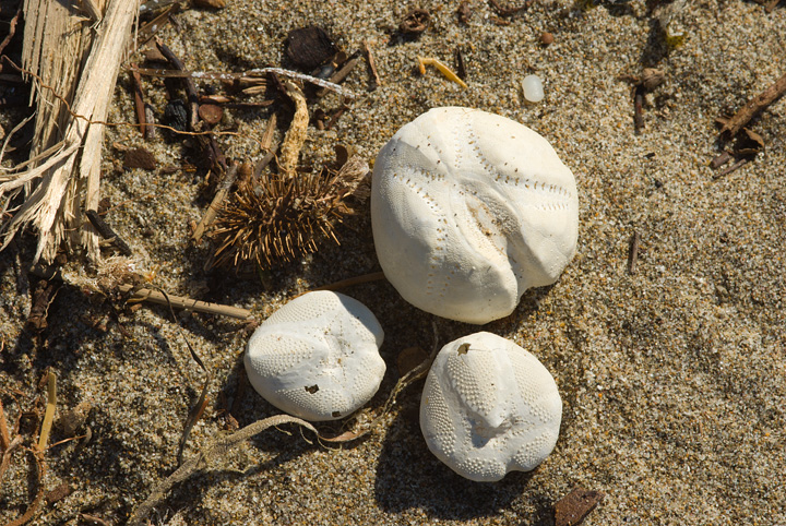 spiaggia libera, scheletri ricci marini