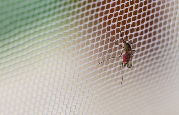 la zanzariera è uno dei rimedi per evitare le zanzare in casa