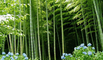 pavimenti_in_bambu_sostenibile