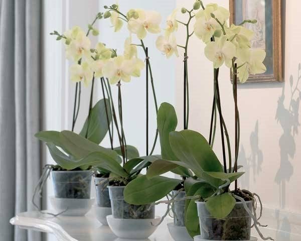come innaffiare le piante in estate 4 vasi di orchidee