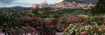 Roseti e giardini da visitare: Assisi, roseto Quando fioriranno le rose
