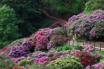 Roseti e giardini da visitare Rododendri Oasi Zegna