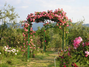 Roseti e giardini da visitare Roseto Carla Fineschi