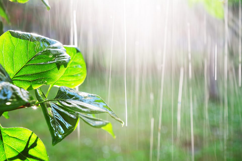 Recupero e utilizzo dell'acqua piovana - CasaNoi Blog