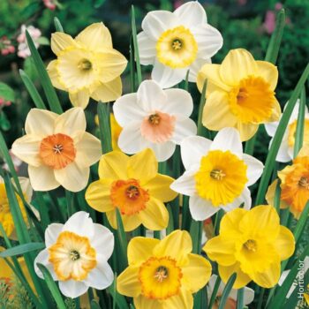 Fiori e Fiere 2025 Narcisi a Rocca di Mezzo -AQ