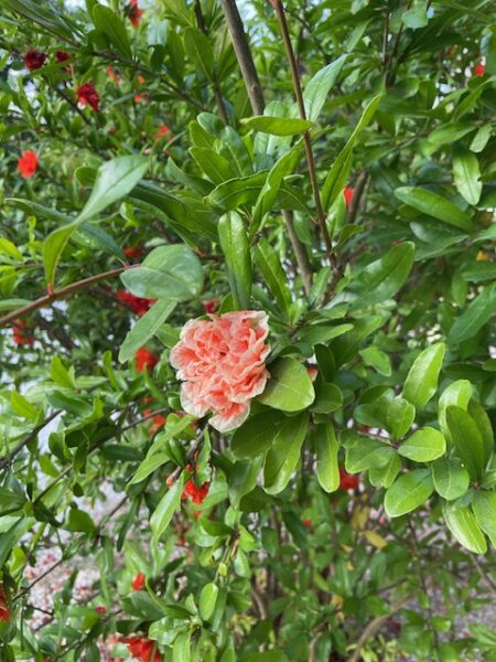 fiori in giardino in autunno 